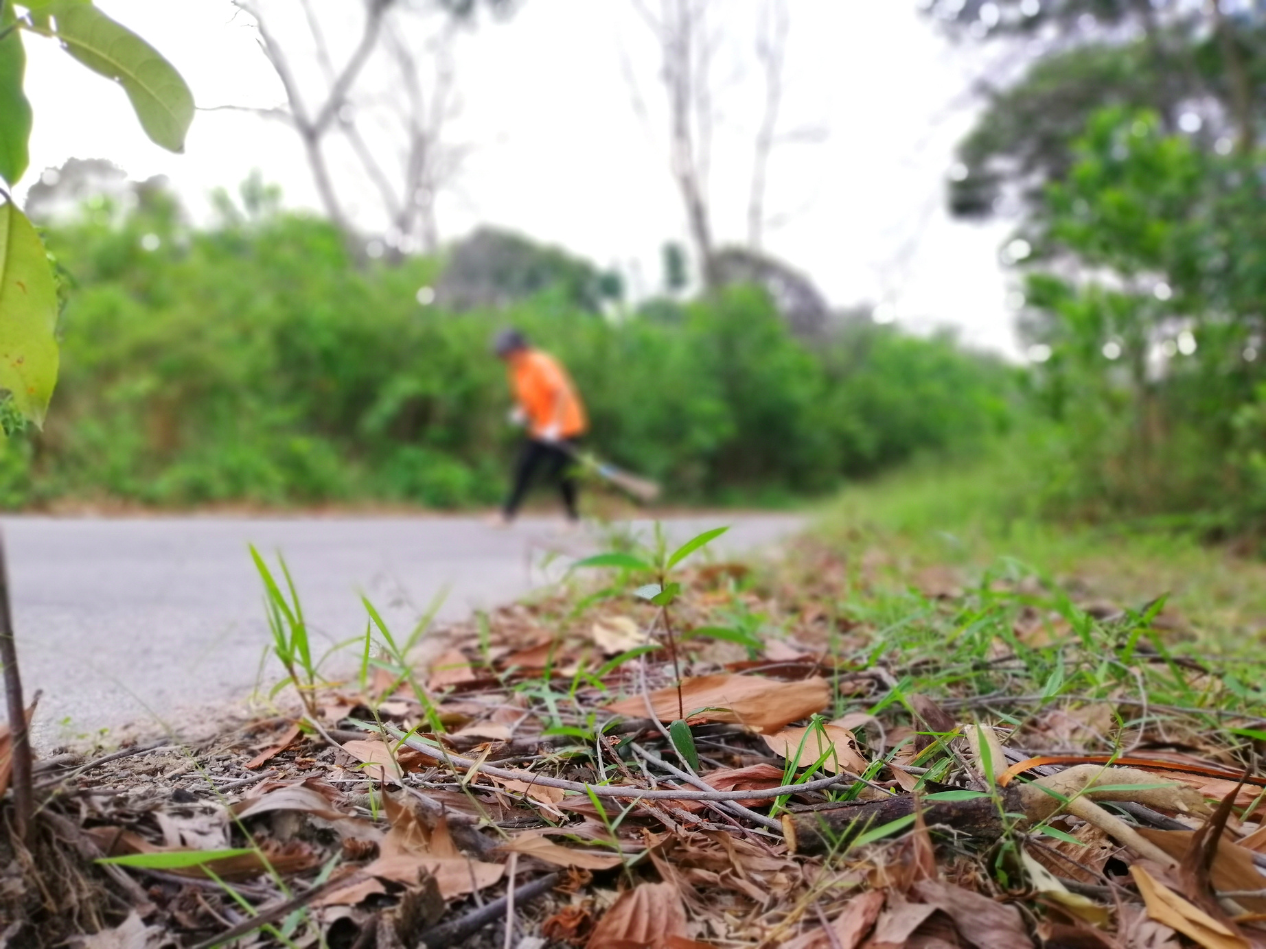 sweeping leaves